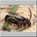 Methocha ichneumonides - Trugameise 01b 8-10mm Paarung.jpg